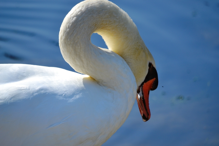 il bianco reale
